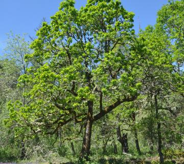 Oregon white oak oakquest