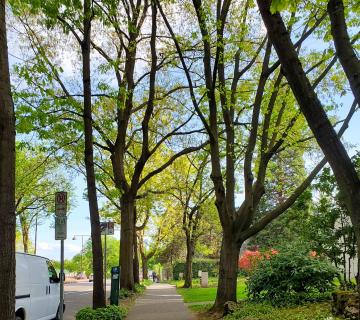 Trees for Life: Visualize Urban Trees